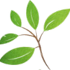Home Gardening Seeds Logotipo