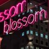 blossom.berlin Logotype