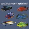 Aquaristikshop Hoffmann Christoph Logo