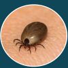borreliakollen.se Logotyp