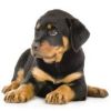 Funny Dog di Cascioli Leonardo Logotipo