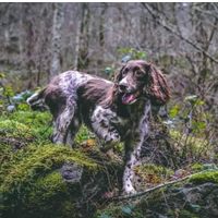 Gundog Gear Logotype