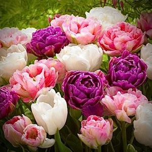 Blomsterverden
